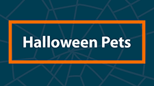 Halloween Pet Products