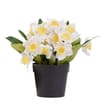 Home Collections Daffodil In Pot