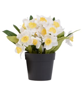 Home Collections Daffodil In Pot - White