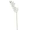 Home Collections Butterfly Orchid Pick