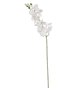 Home Collections Butterfly Orchid Pick - White
