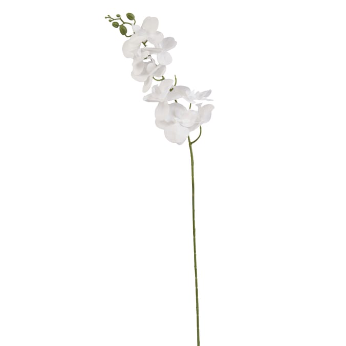 Home Collections Butterfly Orchid Pick