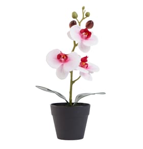 Home Collections Mini Orchid - Pink