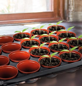 Jardin 20 Mini Place Pots In A Tray