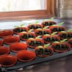Jardin 20 Mini Place Pots In A Tray