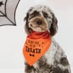 My Pets Halloween Pet Bandana - Treats