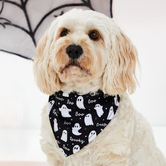 Home bargains dog collar top