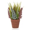 Hyacinth In Pot