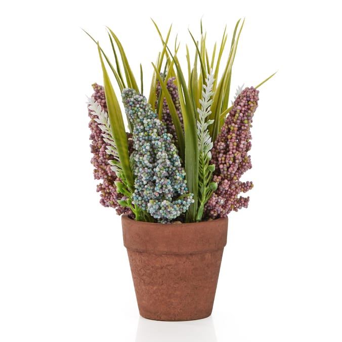 Hyacinth In Pot