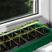 Jardin Windowsill Propagator x2