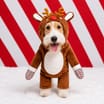 Chester's Dog Christmas Costume