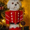 Festive Feeling Light-Up Nutcracker - Dog