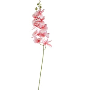 Home Collections Butterfly Orchid Pick - Pink
