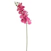 Home Collections Butterfly Orchid Pick