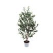 Jardin Artificial Olive Tree