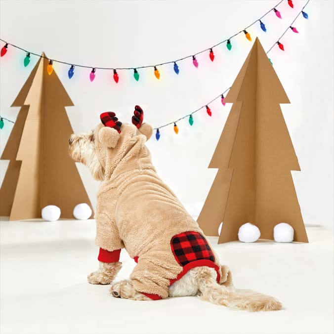 Home bargains dog best sale