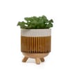 Home Collections Artificial Succulent In Pot