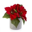 Festive Feeling Christmas Potted Foliage - Grey