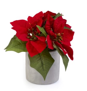 Festive Feeling Christmas Potted Foliage - Grey