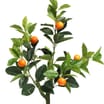 The Outdoor Edit Mediterranean Artificial Orange Tree