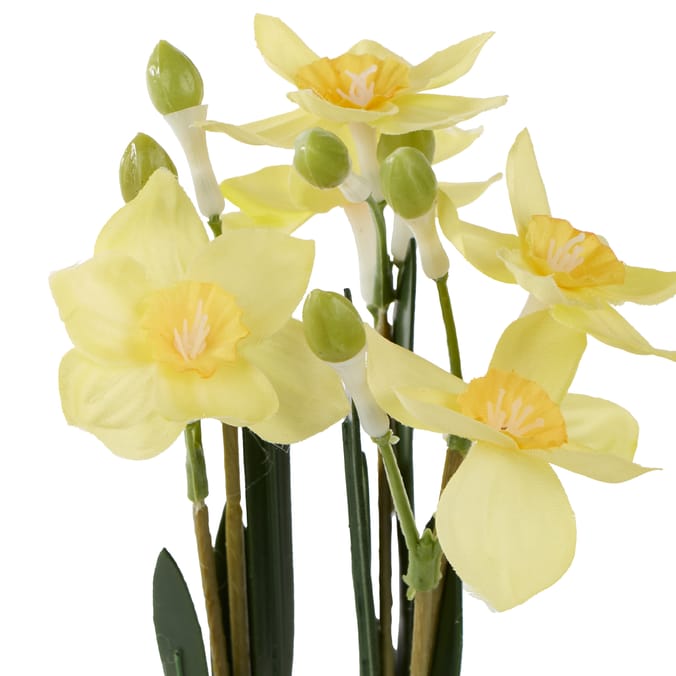Home Collections Daffodil In Pot
