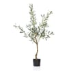 Home Collections Olive Tree 120cm