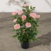 Jardin Rose Tree 60cm