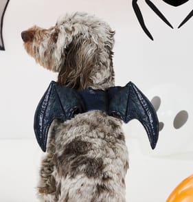 My Pets Halloween Pet Dress-up Batwings