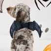 My Pets Halloween Pet Dress-up Batwings