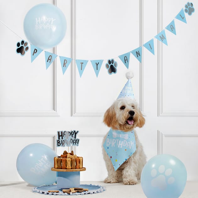 Let's Party Pet Birthday Kit Home Bargains - Main Image