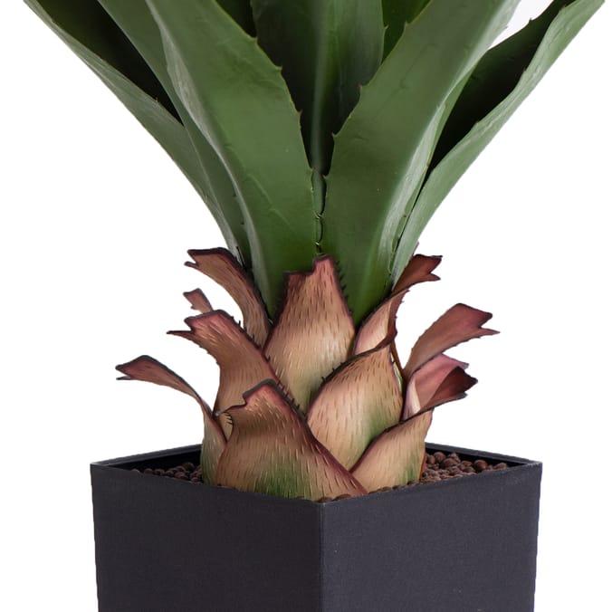 Jardin Agave American Plant In Pot