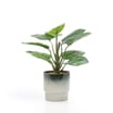 The Lifestyle Edit Palm Plant In Ceramic Pot