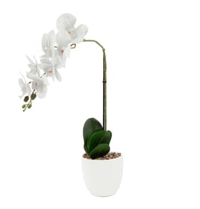Home Collections Real Touch White Orchid in White Pot