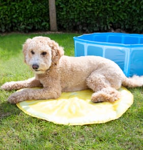 Puppy pads best sale home bargains