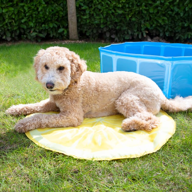Home bargains flea treatment top