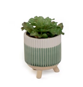 Home Collections Succulent In Pot - Green