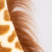 Hamiltons Toys Plush Giraffe 95cm