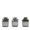 Home Collections Mini Succulent In Pot x2