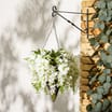Jardin Wisteria Hanging Basket