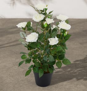 Jardin Rose Tree 60cm - White