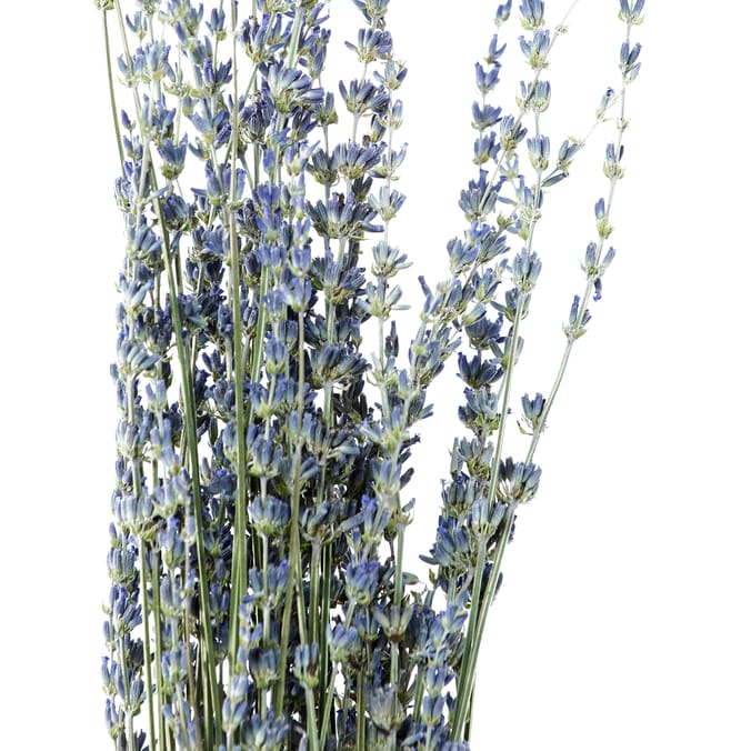 The Lifestyle Edit Dried Lavender Bunch x2