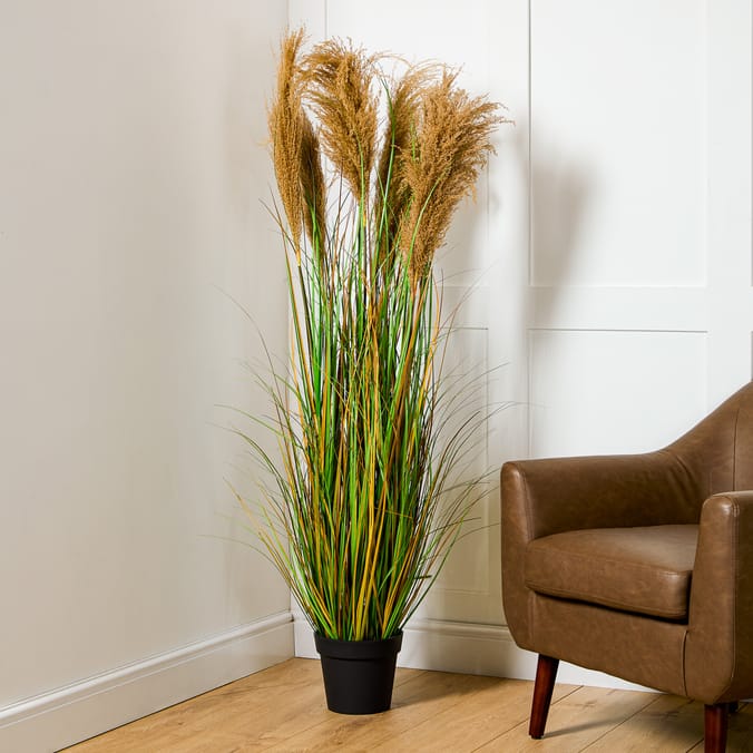 Home Collections Pamper Grass 