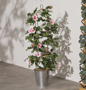 Jardin Artificial Flowering Climber