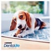Dentalife Small Dog Treat Dental Chew 3 x 21 Stick Pack