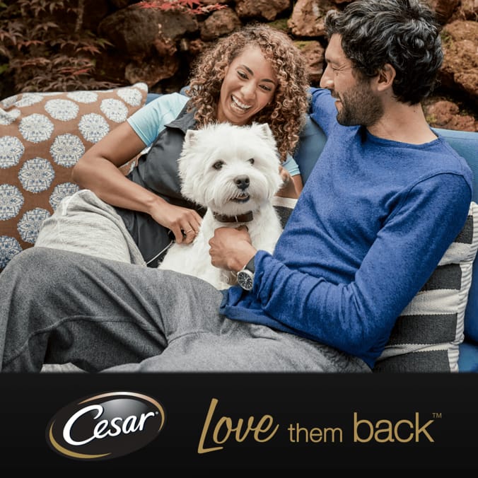 Cesar Hearty Casserole Adult Wet Dog Food Mixed Trays 8 x 150g