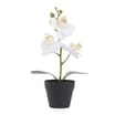 Home Collections Mini Orchid