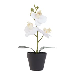 Home Collections Mini Orchid - White 