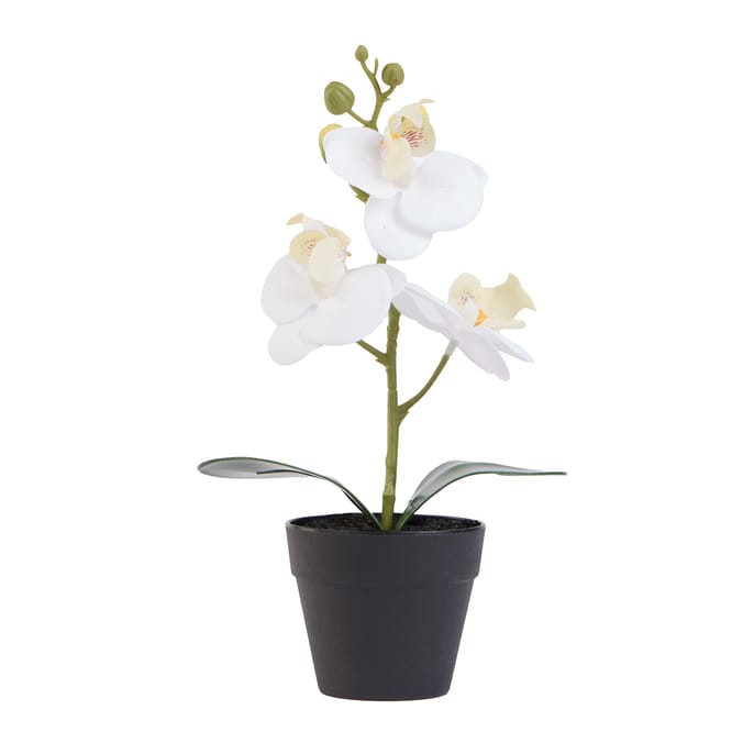 Home Collections Mini Orchid