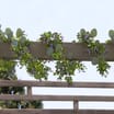 Jardin Artificial Eucalyptus Garland