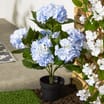 Jardin Artificial Hydrangea